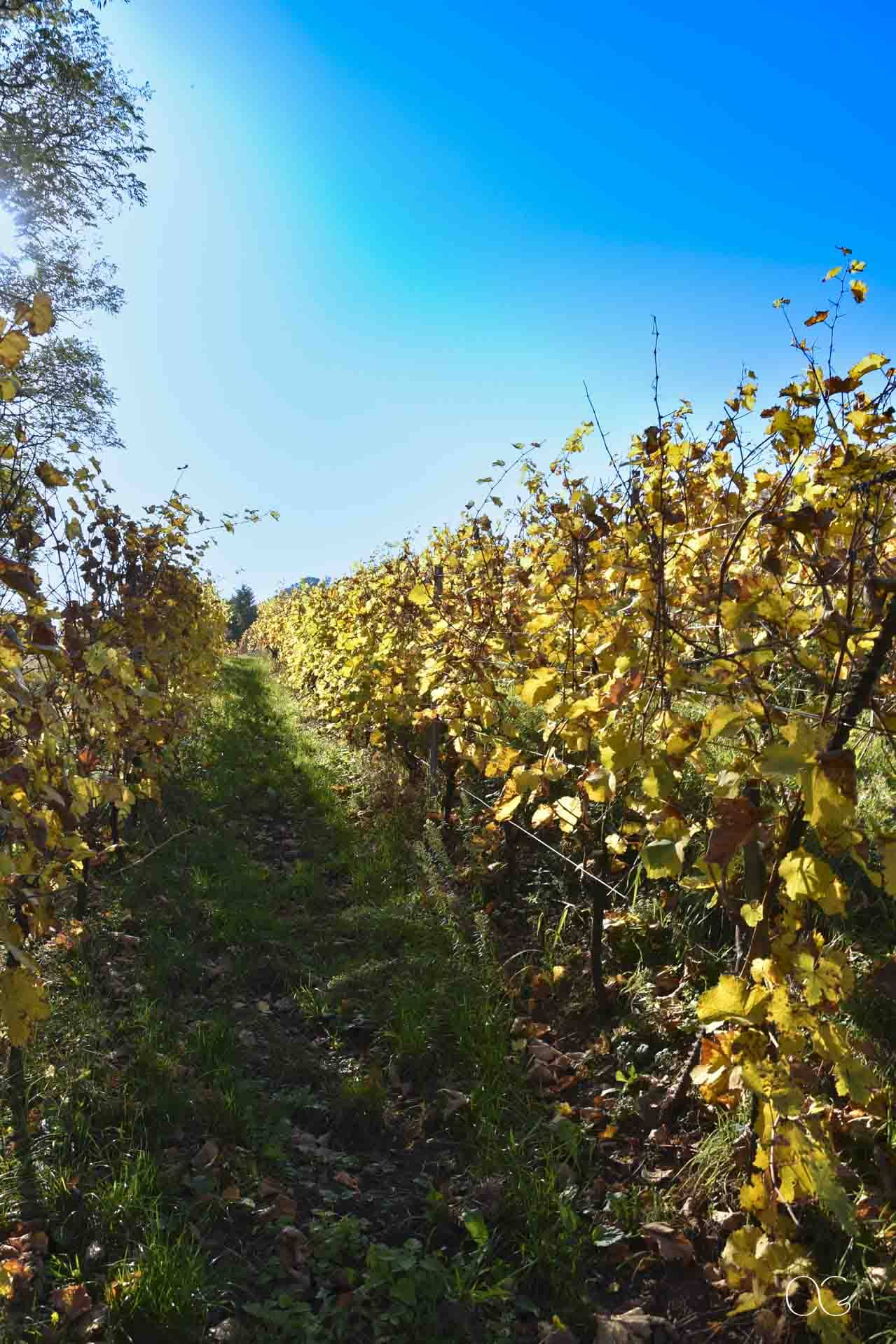 Promenade dans les vignes