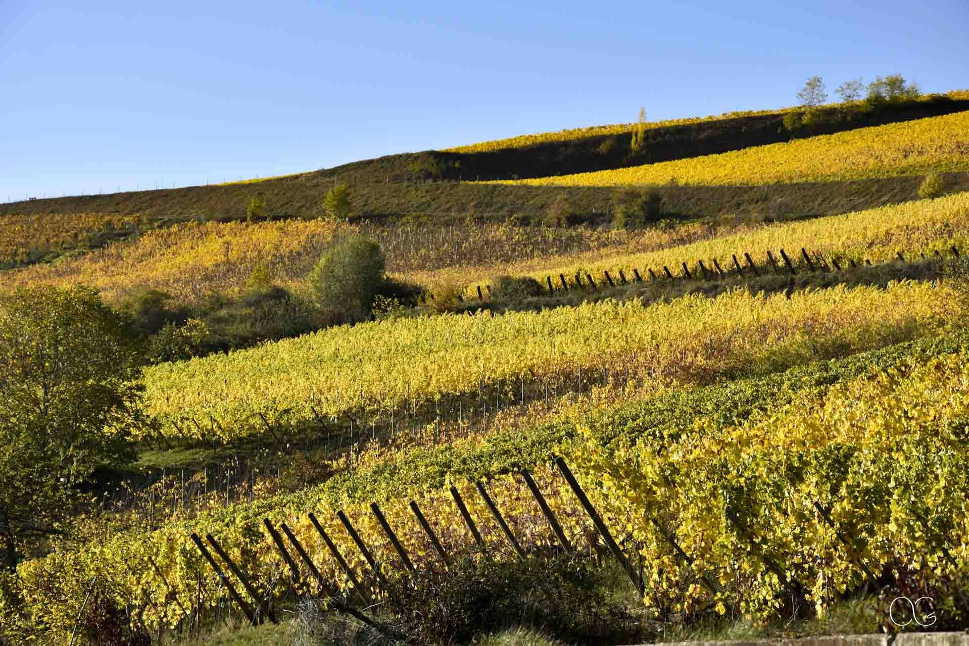 Vignes alsaciennes